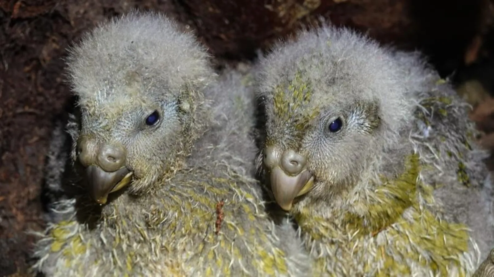Record pentru „cel mai gras papagal din lume”: sezon de reproducere istoric pentru kākāpō, una dintre cele mai rare specii de păsări