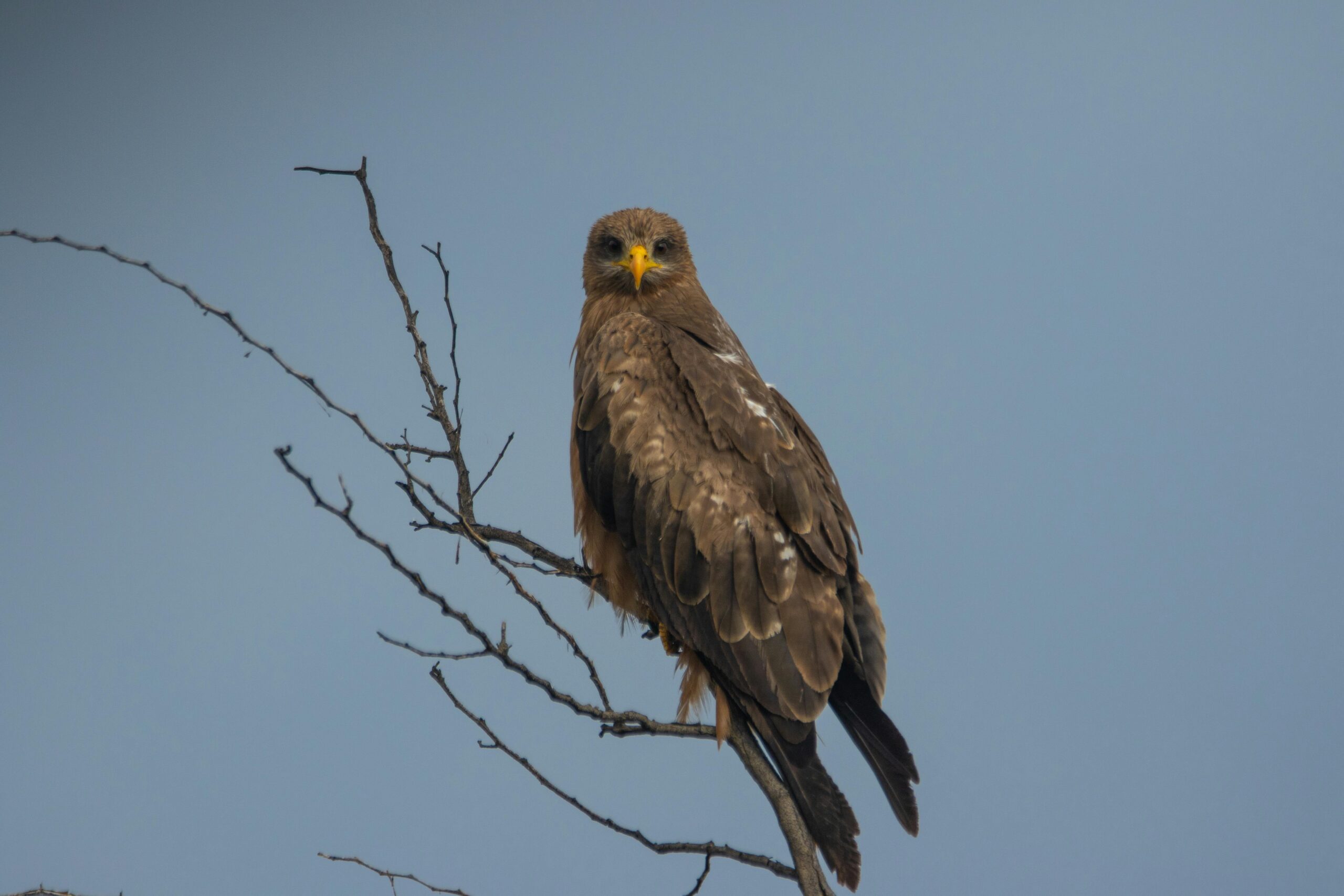 Revenire spectaculoasă în fauna României: acvila de câmp începe din nou să cuibărească