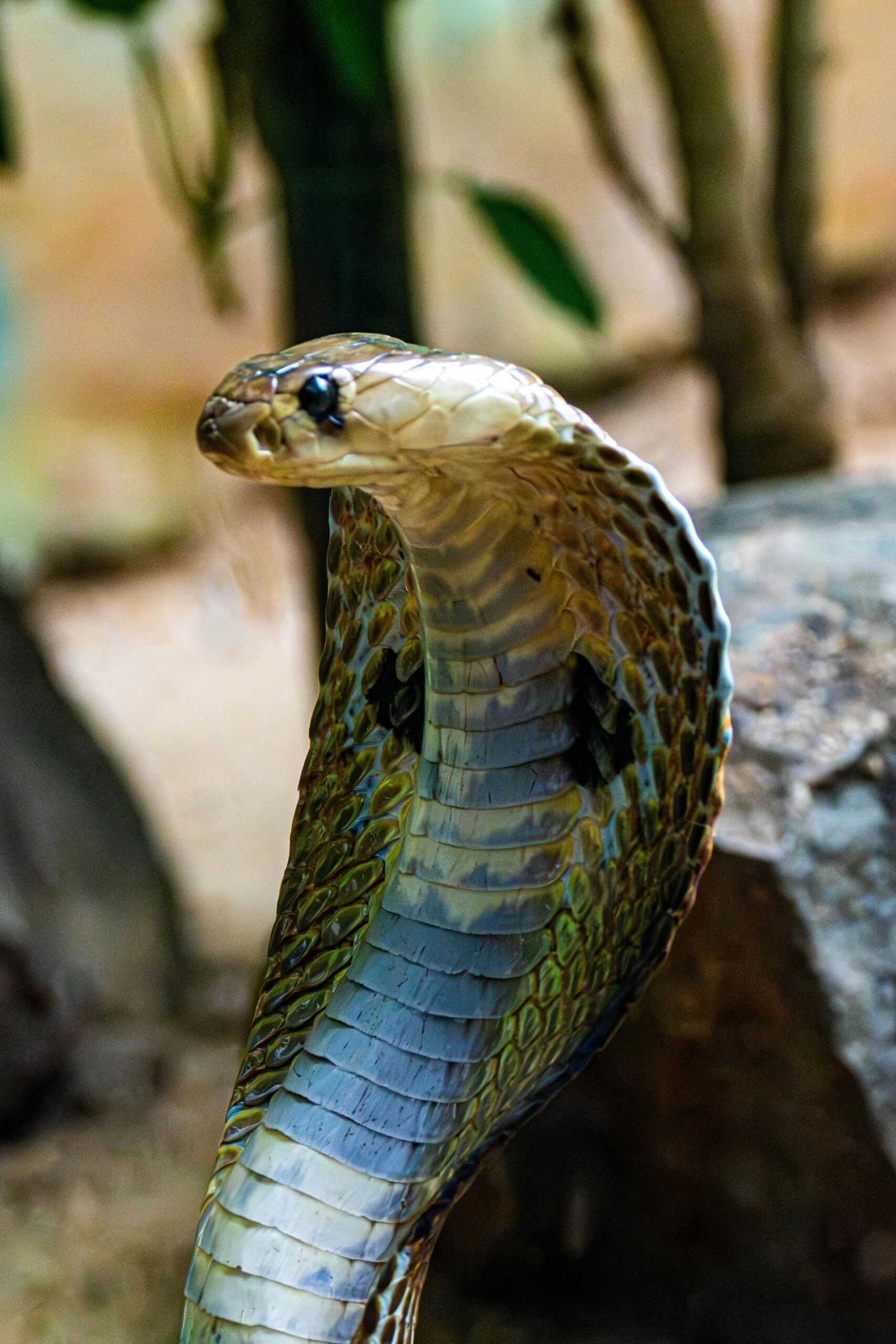 Încălzirea globală și distrugerea habitatelor naturale împing tot mai multe specii de șerpi veninoși spre zone dens populate. Foto: pexels.com