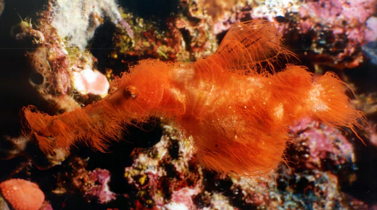 Deși pare inofensiv și drăgălaș, Solenostomus snuffleupagus este, de fapt, un mic prădător marin. Foto: Darren Rice / Matafonua Lodge