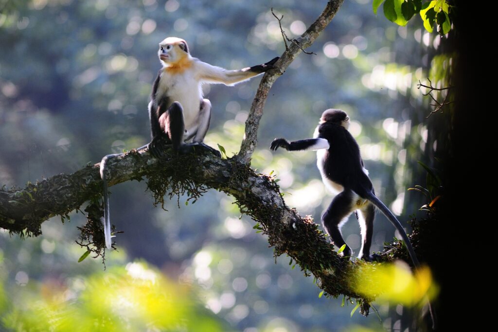 Maimuța Tonkin rară din Vietnam, considerată dispărută timp de decenii, începe să își revină într-o singură pădure protejată din nordul țării. Foto: Wikipedia