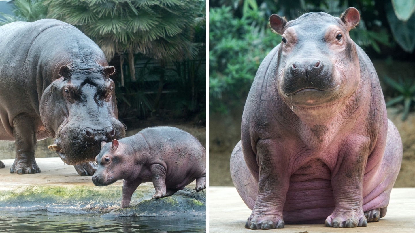 Tururi speciale la Grădina Zoologică din Berlin pentru persoanele cu demență. foto: Facebook Zoo Berlin