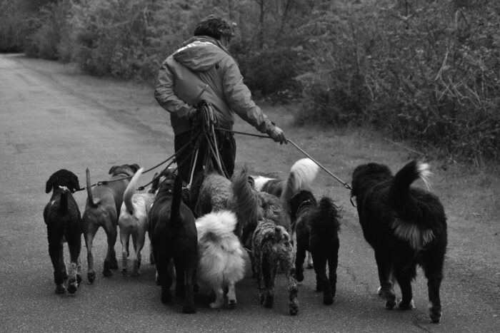 Un oraș din Italia obligă stăpânii de câini să spele nevoile animalelor. Ce amenzi riscă dacă nu o fac