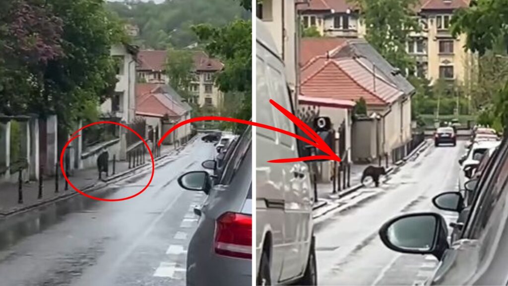 Urs surprins în centrul Brașovului. Animalul a alergat printre mașini, la câteva minute de Piața Sfatului