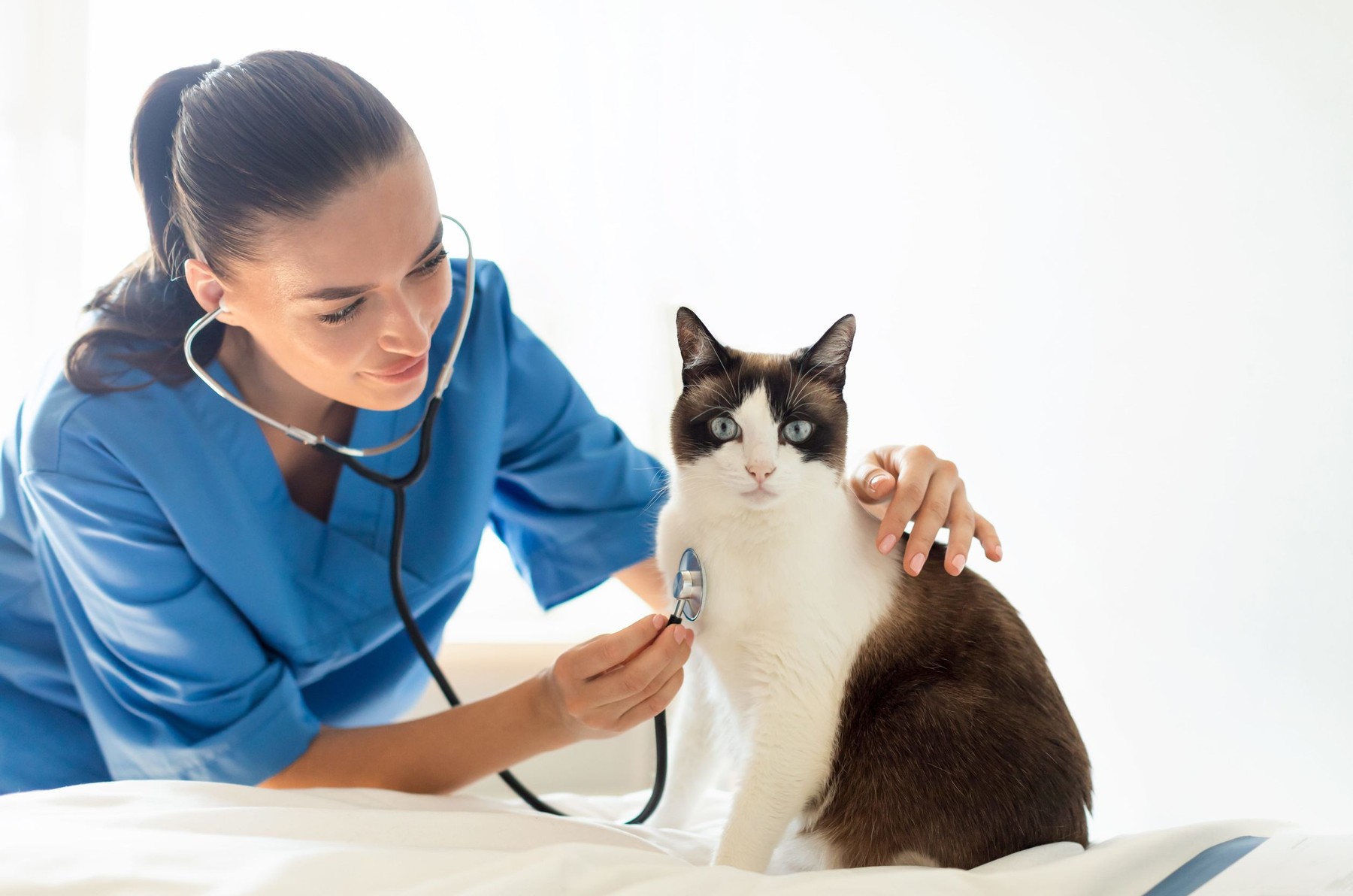 Semnele tăcute ale bolilor de inimă la pisici. Constantin Ioana, medic veterinar, explică ce nu trebuie ignorat. Imagine reprezentativă. Surs afoto: Stock Budget / Profimedia