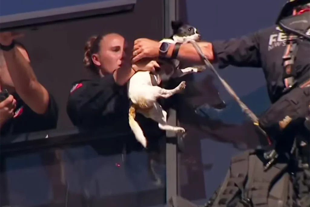 Salvare dramatică la înălțime! Un câine a fost recuperat de pe balconul unui apartament, după ce a fost localizat cu ajutorul unei drone