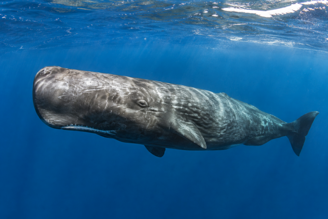 Știați că cașaloții, Physeter macrocephalus, sunt cele mai mari balene cu dinți?