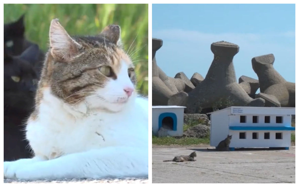 „Digul Pisicilor” din Mangalia atrage turiști din toată țara. Zeci de feline abandonate au primit căsuțe și îngrijire la malul mării