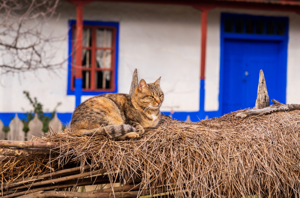 Animale de companie în București: cum a ajuns România printre liderii Europei la câini și pisici. Foto: Magnific.com