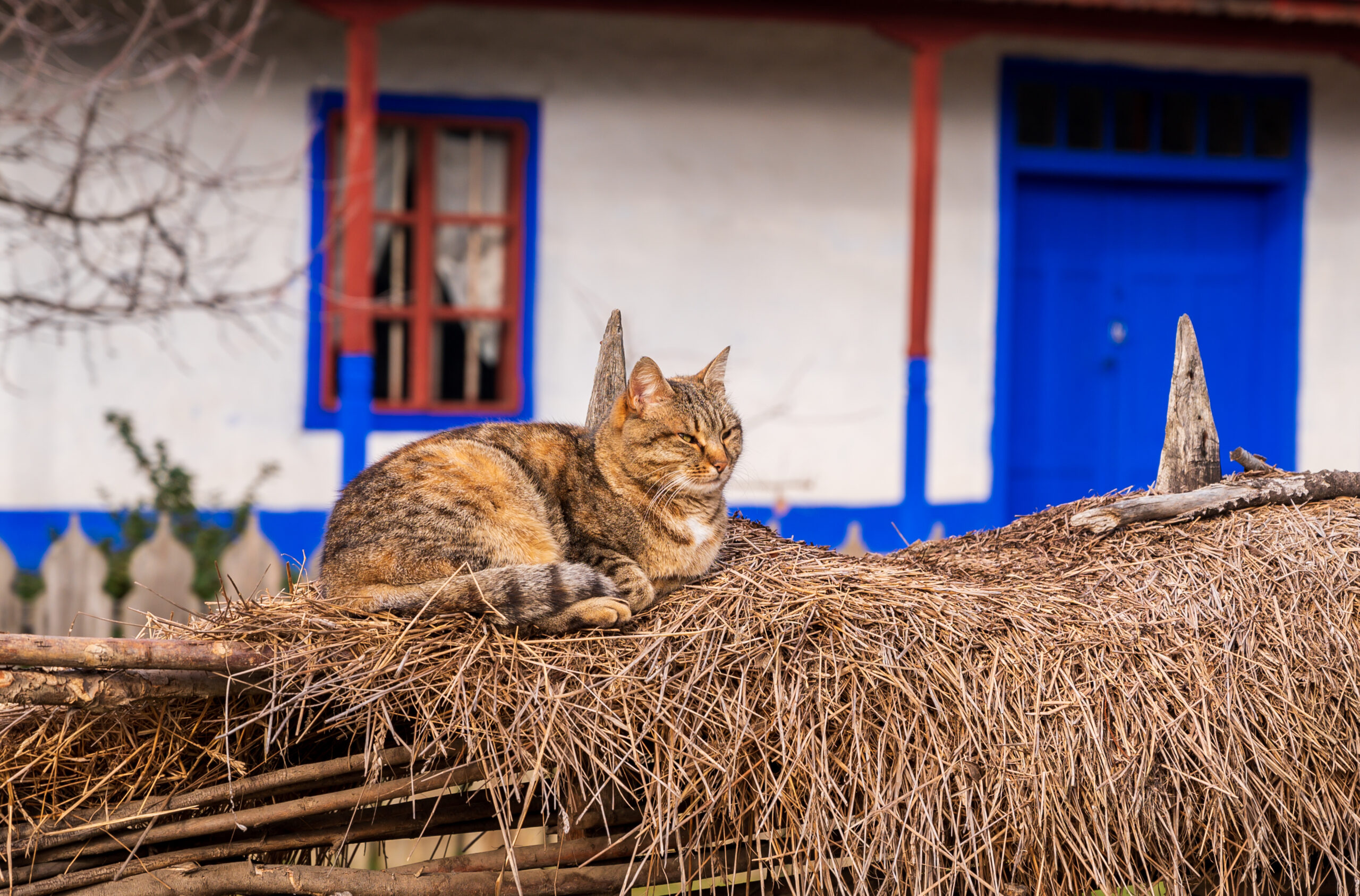 Animale de companie în București: cum a ajuns România printre liderii Europei la câini și pisici. Foto: Magnific.com