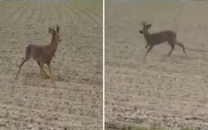 Cerbii „aflați în stare de ebrietate” creează riscuri pentru șoferi în zonele rurale din Franța. Ce consumă animalele sălbatice?