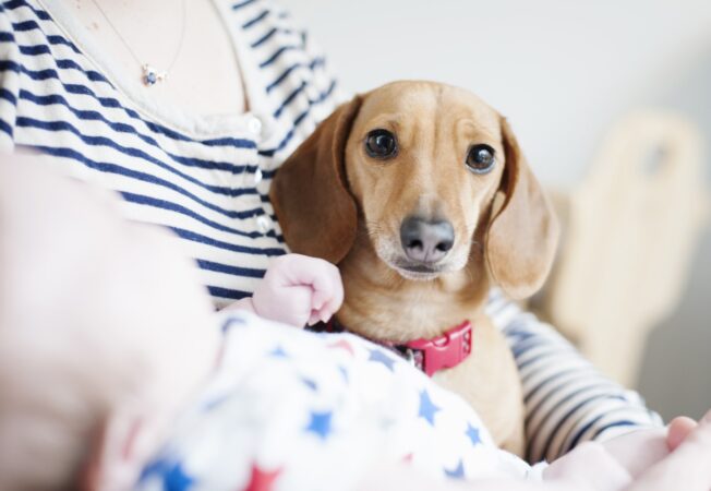 Cum pregătești câinele pentru venirea bebelușului acasă. Sfaturi pentru viitorii părinți de la expertul în psihologie canină Cătălin Cornea EXCLUSIV