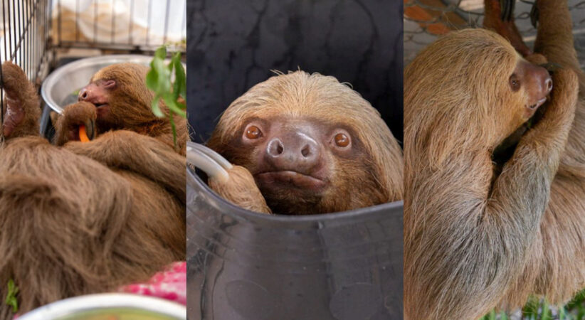 Mr. Ginger, cel mai mic pui de leneș salvat de la expoziția „Sloth World” din Orlando, a murit. Micuțul suferea de malnutriție