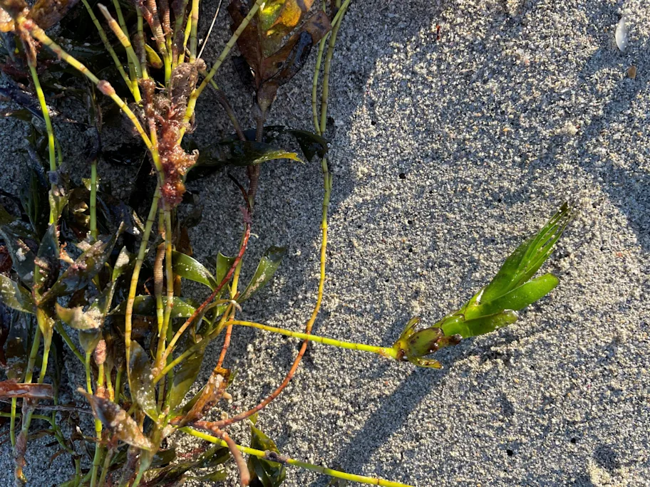 Iarba de mare produce noi indivizi genetici, dar nu prin clonare. Poate ajuta la refacerea ecosistemelor marine