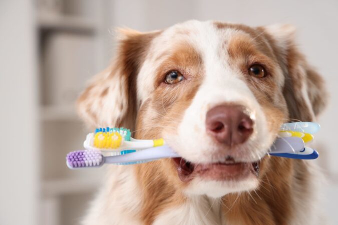 Problemele dentare ignorate pot afecta inima, rinichii și ficatul câinilor și pisicilor. Medicul veterinar Miruna Anghel avertizează: „Animalele ascund foarte bine durerea” EXCLUSIV