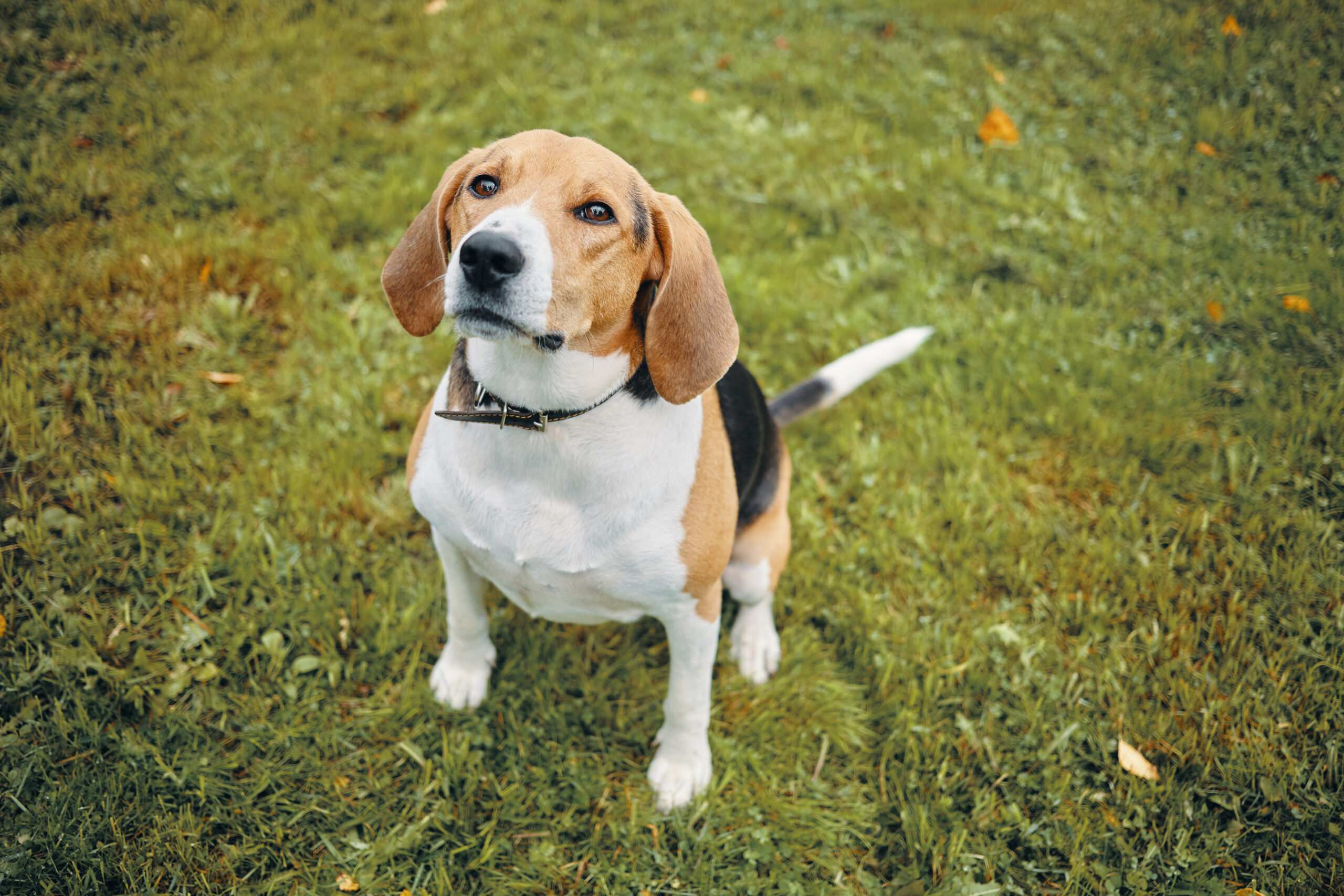 1.500 de câini beagle salvați dintr-o fermă din SUA au emoționat o lume întreagă. Află ce s-a întâmplat la Ridglan Farms și ce urmează pentru ei. Sursa: Magnific.com