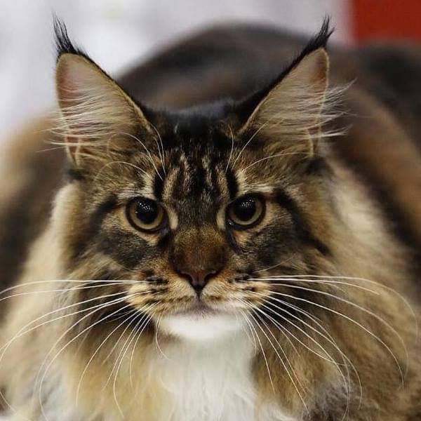 Maine Coon, uriașul blând al lumii feline. Cristina Bondalici, crescător, explică tot ce trebuie să știi înainte să îți iei o astfel de pisică, de la îngrijirea blănii la alegerea hranei. EXCLUSIV