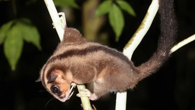 Redescoperire spectaculoasă în Noua Guinee: două specii de marsupiale considerate dispărute de 6.000 de ani încă trăiesc în sălbăticie