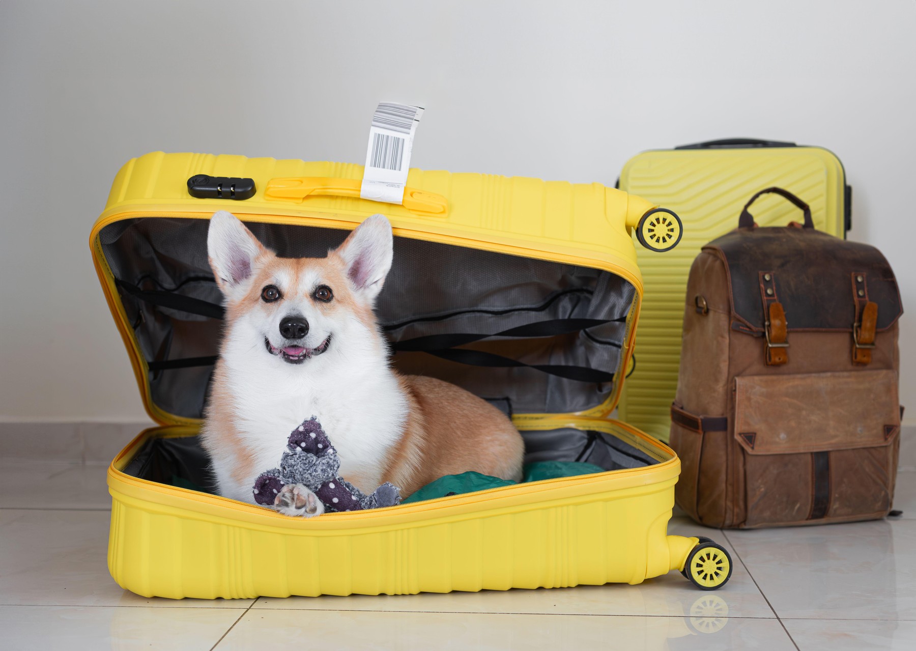 Mutarea cu un animal de companie în altă țară: ce acte ai nevoie și cum îl pregătești pentru drum. Imagine reprezentativă. Sursa foto: Kseniia Nagimova / Alamy / Profimedia