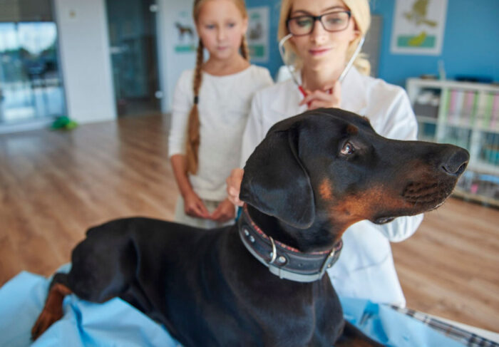 Trei obiceiuri frecvente ale proprietarilor de animale de companie care pot reduce semnificativ durata de viață a patrupedelor