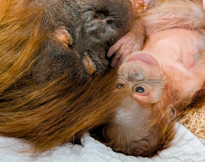 Este băiat! Un pui de urangutan de Sumatra, specie aflată în pericol de dispariție, s-a născut sănătos la Grădina Zoologică din Denver