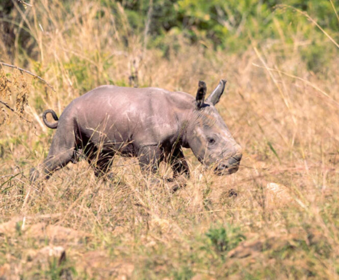 Un pui de rinocer alb a venit pe lume în Africa de Sud! Mama lui, Satara, a fost salvată din celebrul Parcul Național Kruger