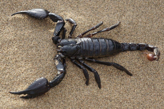 Cleștii și acele scorpionilor sunt întărite cu metale, conform studiilor. Cum își „armează” natural structurile corpului