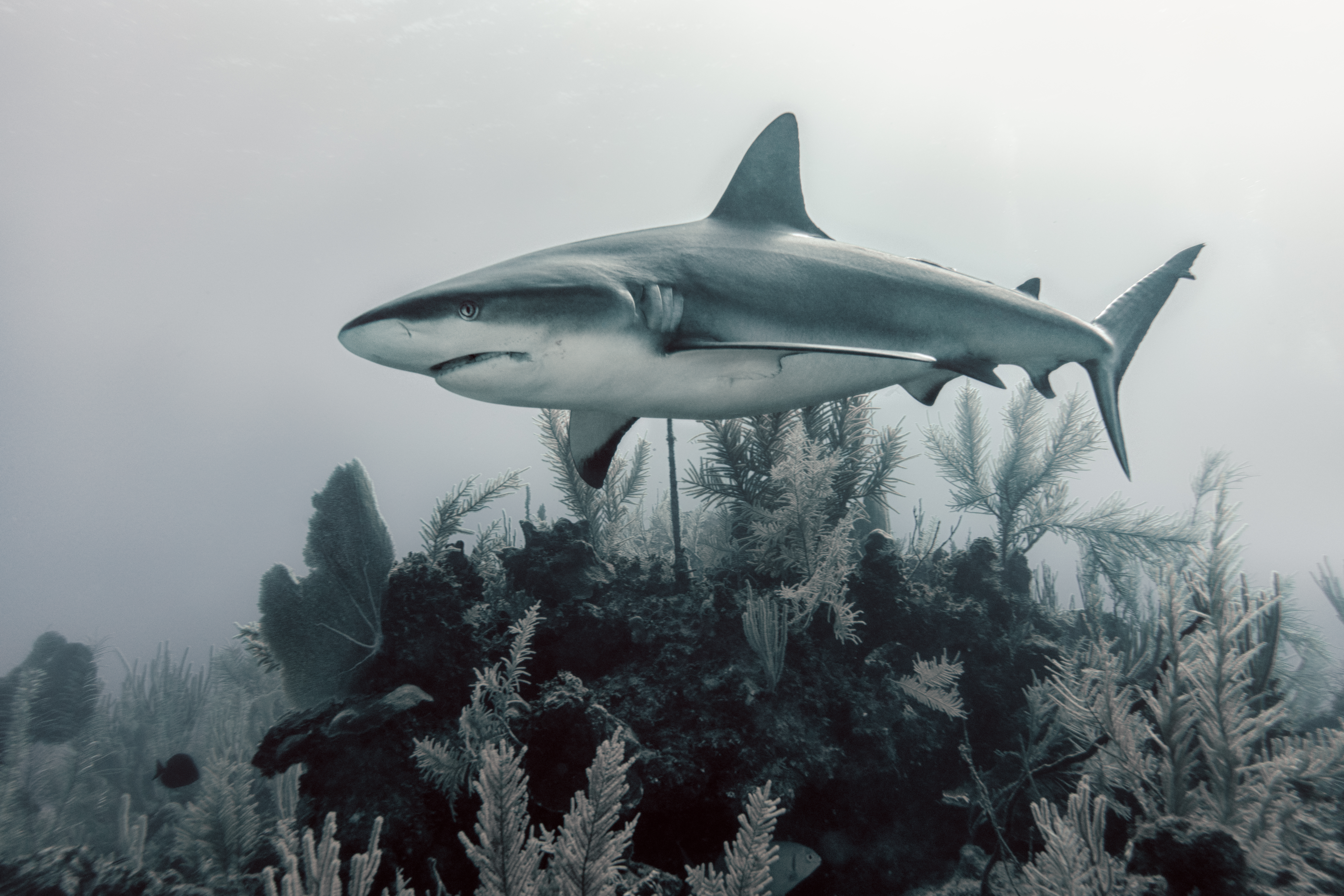Speciile rare de rechini dispar din oceane. Ce pierdem odată cu ele