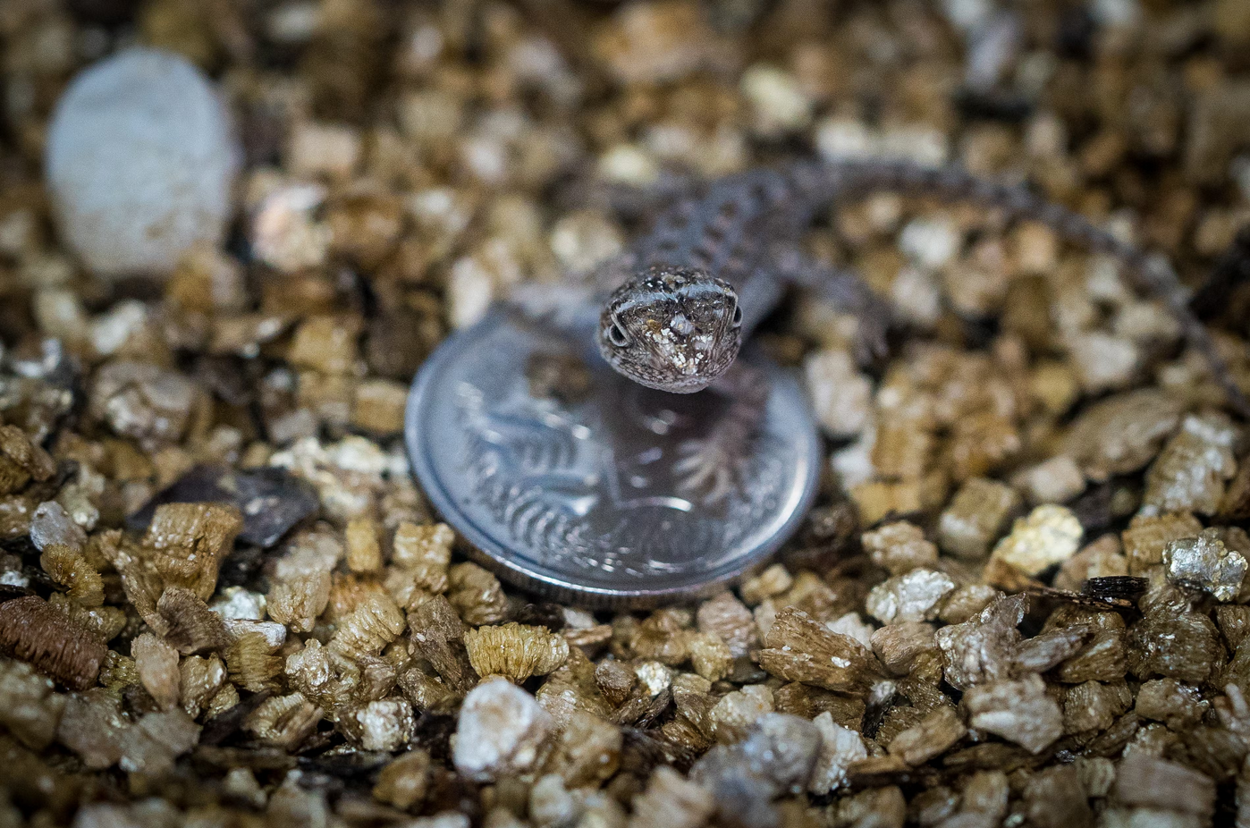 Soparla dragon din Australia, reaparuta. Foto: Zoos Victoria