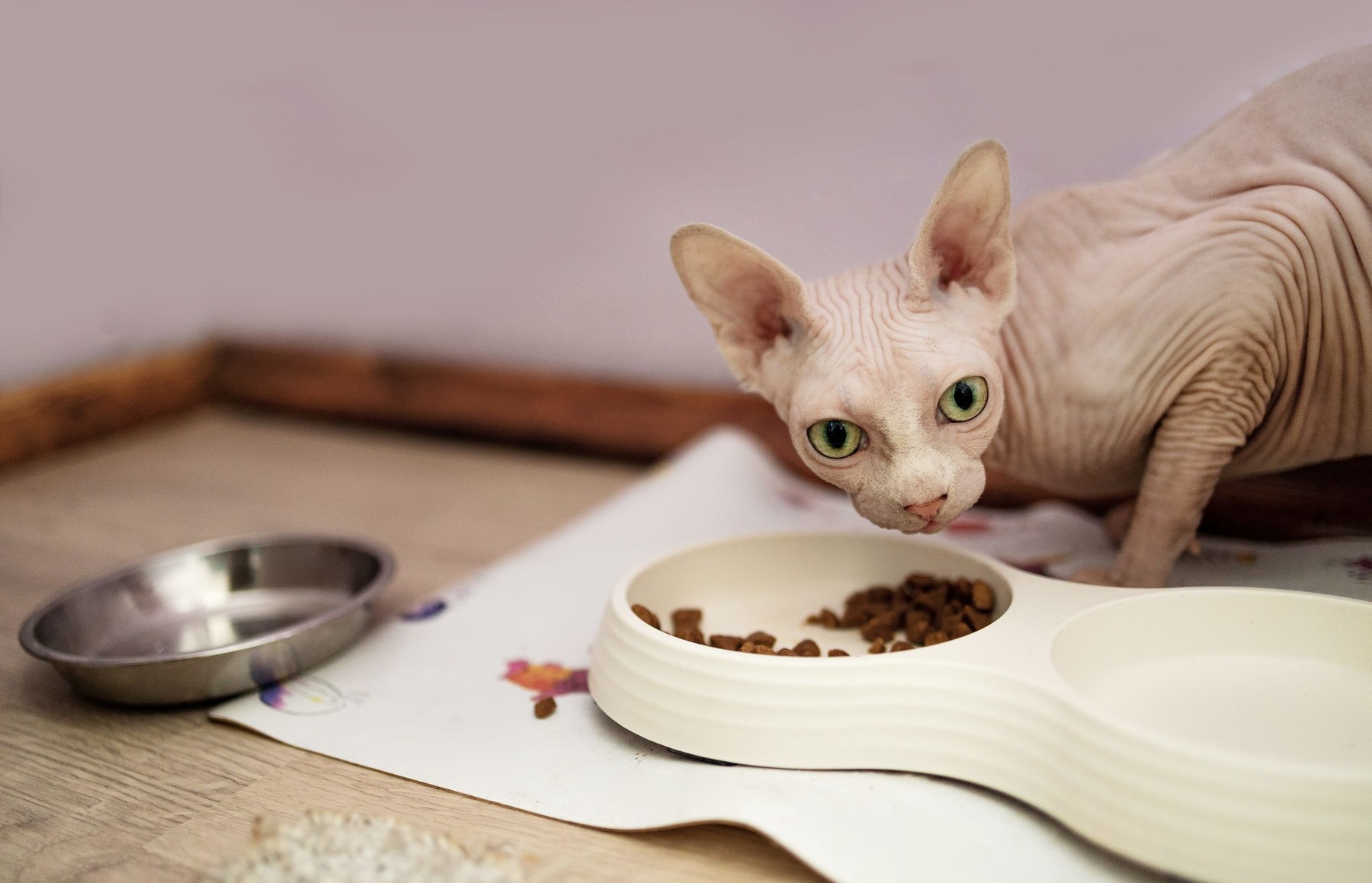 Pisica Sphynx și rutina pe care puțini o cunosc. Cât de des se spală, ce mănâncă și de ce caută mereu apropierea oamenilor. Imagine reprezentativă. Sursa foto: Mykola Kolesnikov / Stock Budget / Profimedia