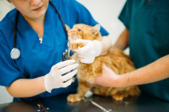 Sterilizarea câinilor și pisicilor. Ce beneficii reale are și de ce este, medical, o decizie esențială: „Una dintre cele mai eficiente măsuri de control etic al populației de animale”. EXCLUSIV
