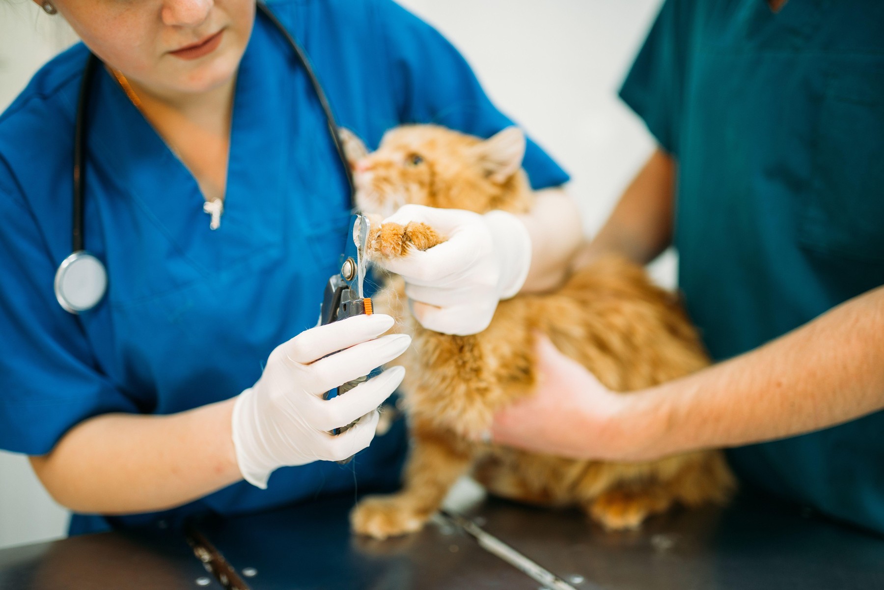 Sterilizarea câinilor și pisicilor explicată de medicul veterinar: beneficii pentru sănătate, comportament și rolul ei în controlul responsabil al populației de animale. Sursa foto: Panther Media, Panther Media Global / Alamy / Profimedia