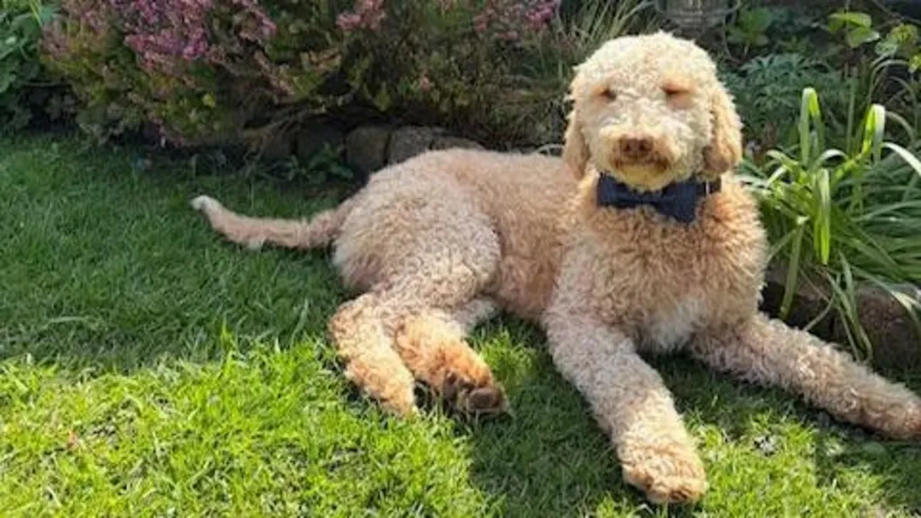 Povestea lui Winston emoționează o țară întreagă. foto: BBC.com
