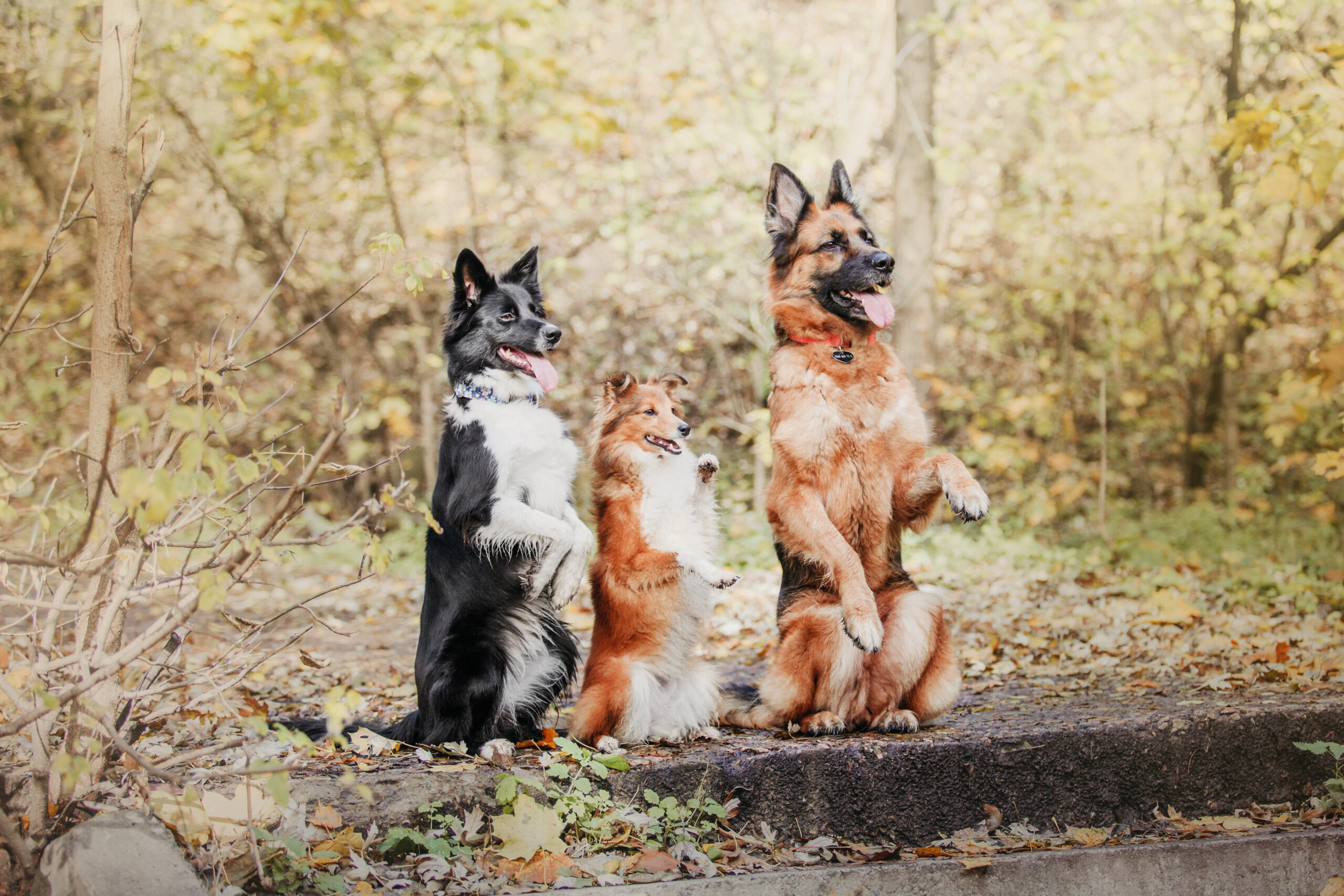 Cel mai deștept câine din lume nu este Border Collie. Ce rasă a ocupat primul loc într-un studiu cu peste 1.000 de câini