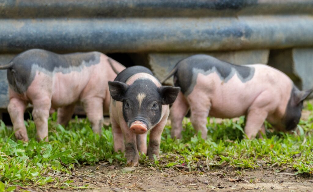 România activează măsuri stricte după confirmarea unui focar de pestă porcină africană. Foto: pexels.com