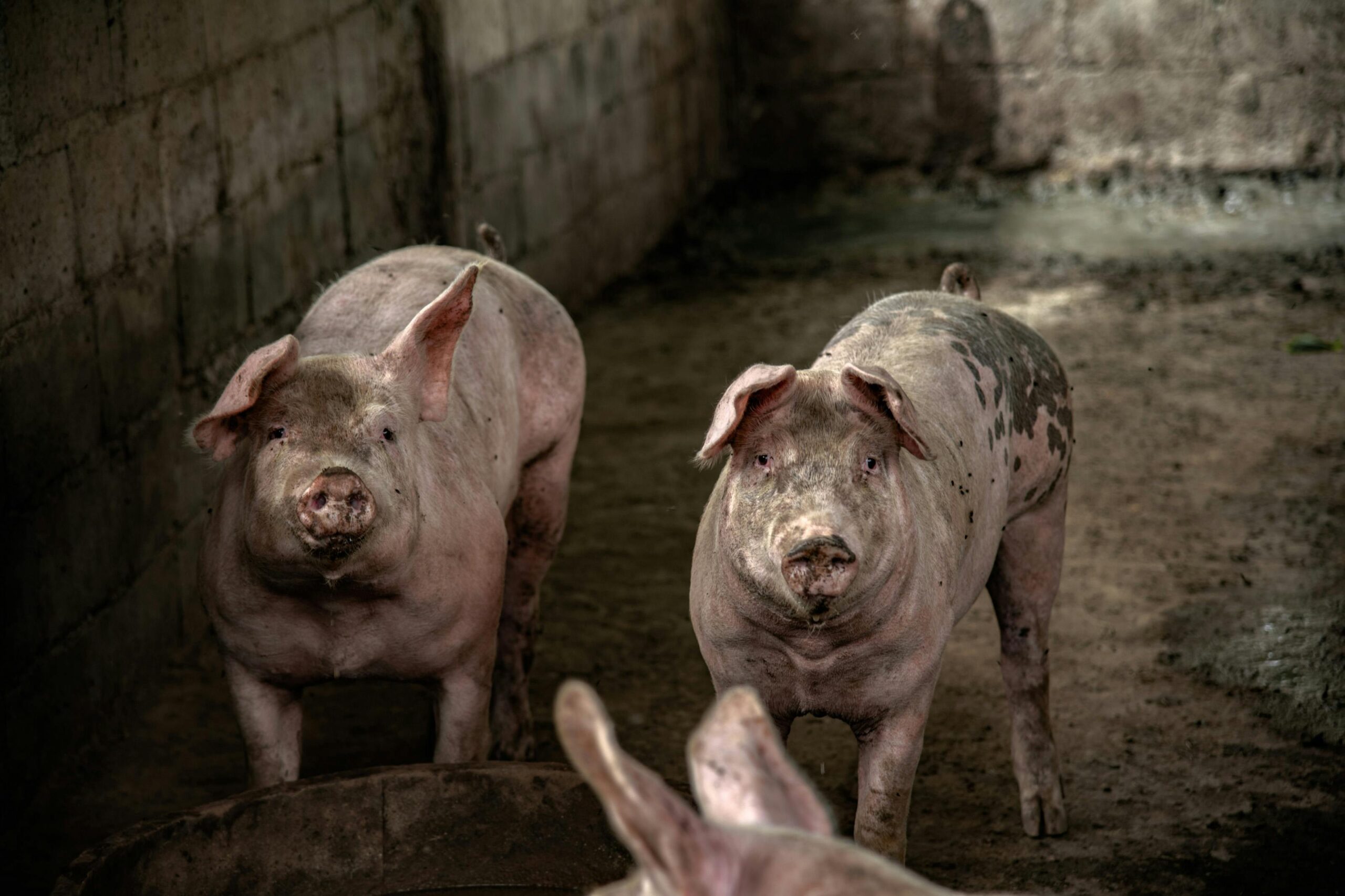Autoritățile sanitar-veterinare au instituit măsuri de urgență în județul Satu Mare, după ce Ungaria a confirmat apariția unui focar de pestă porcină africană. Foto: pexels.com