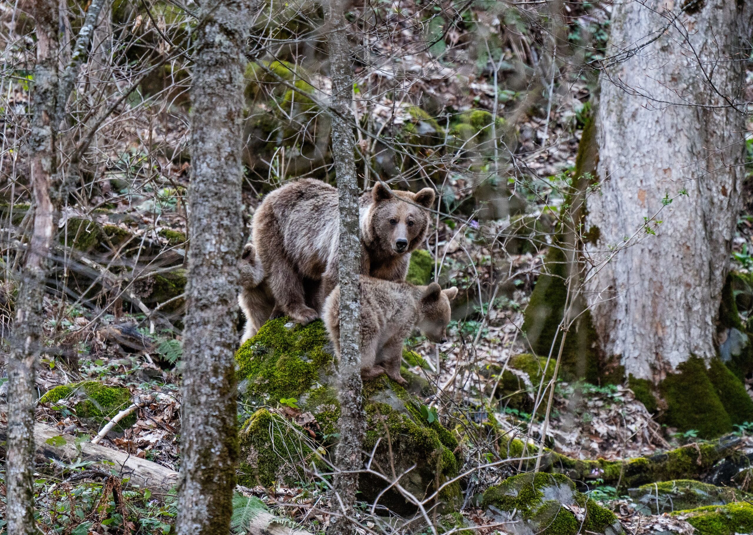 Avertisment Salvamont pentru turiștii care merg la munte vara aceasta. Foto: pexels.com