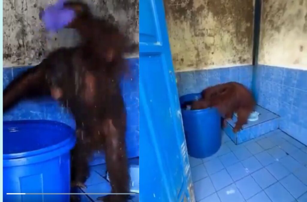 Urangutanul care imită oamenii: Timtom a uimit îngrijitorii după ce a început să facă duș (Video)