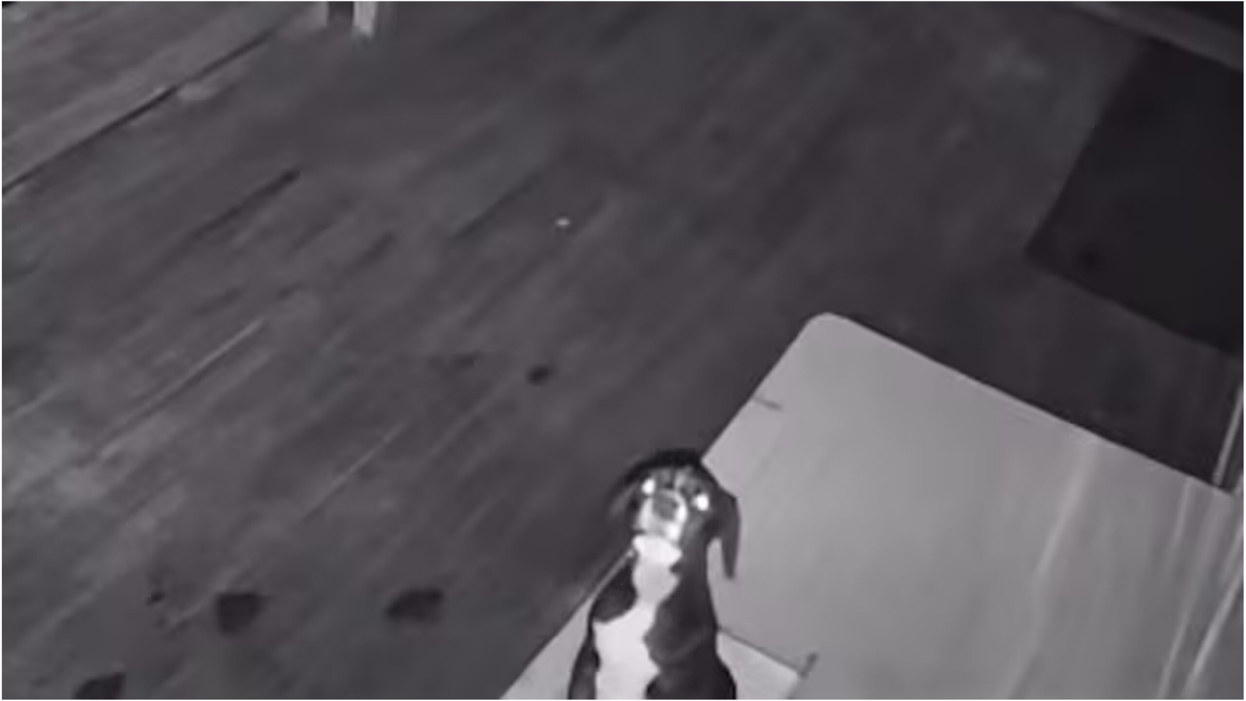 Înregistrările au arătat că puiul a petrecut ore întregi încercând să iasă din cutia în care fusese abandonat. Foto: Gisborne SPCA Centre