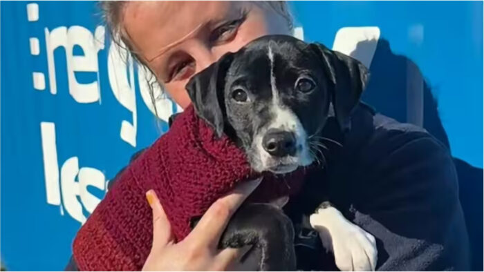 Cățeluș abandonat într-o noapte rece în fața unui centru pentru animale. Acum este în siguranță și primește toată atenția de care are nevoie