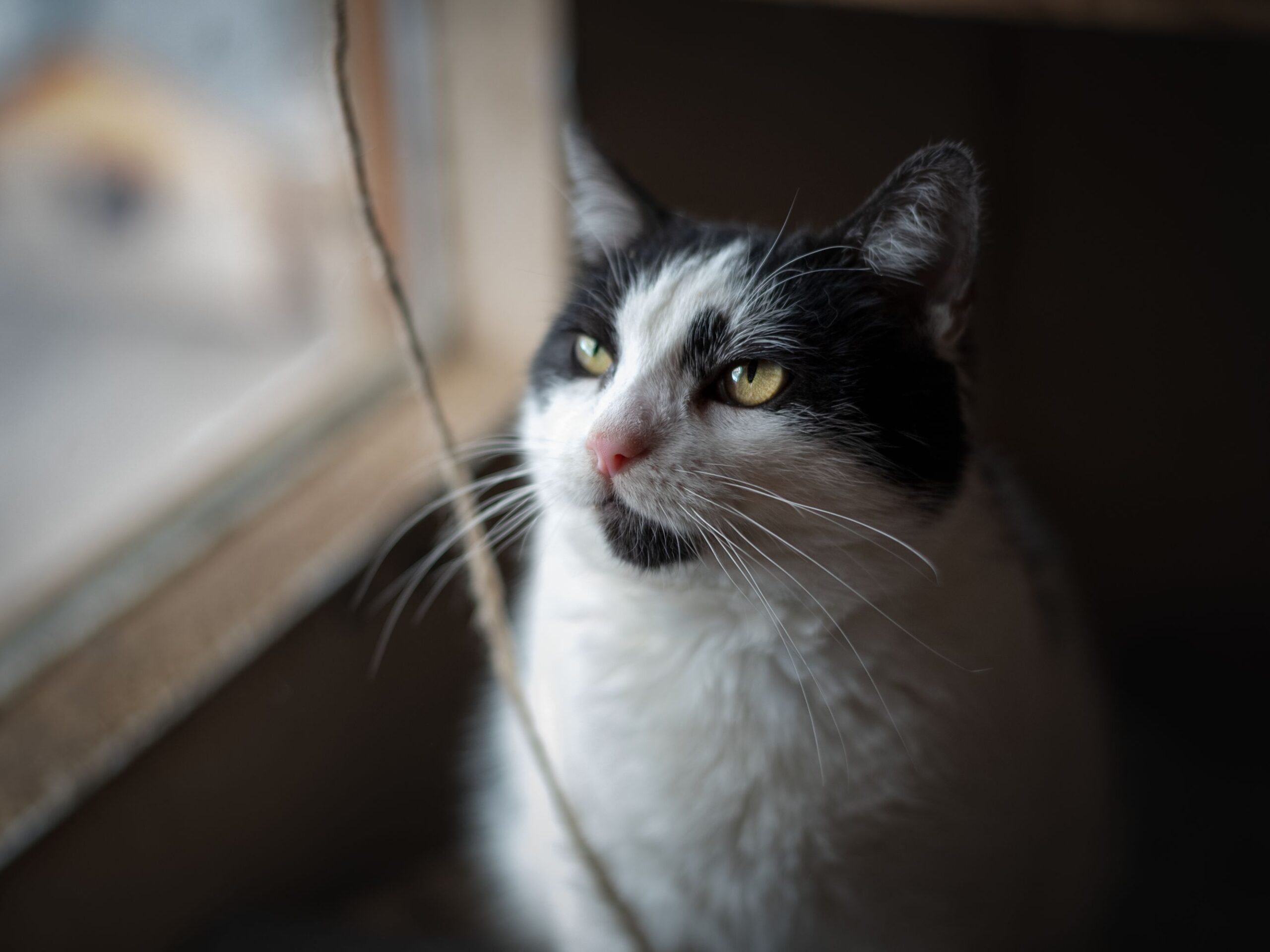 Experții spun că unele pisici pot fi mult mai atașate de oameni decât par. Foto: pexels.com