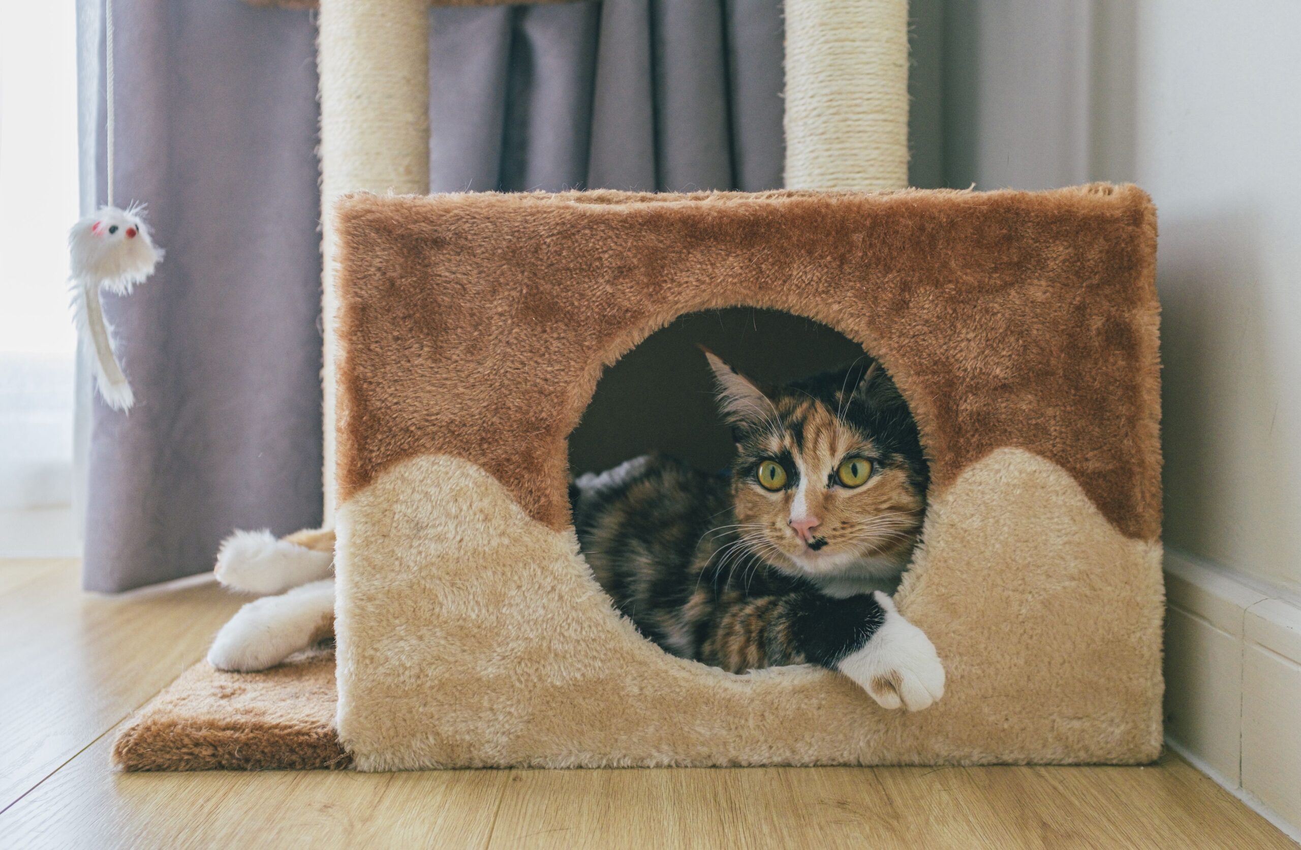 Momentul plecării de acasă este însoțit de mieunatul pisicii, un comportament care ridică întrebări despre emoțiile reale ale felinelor. Foto: pexels.com