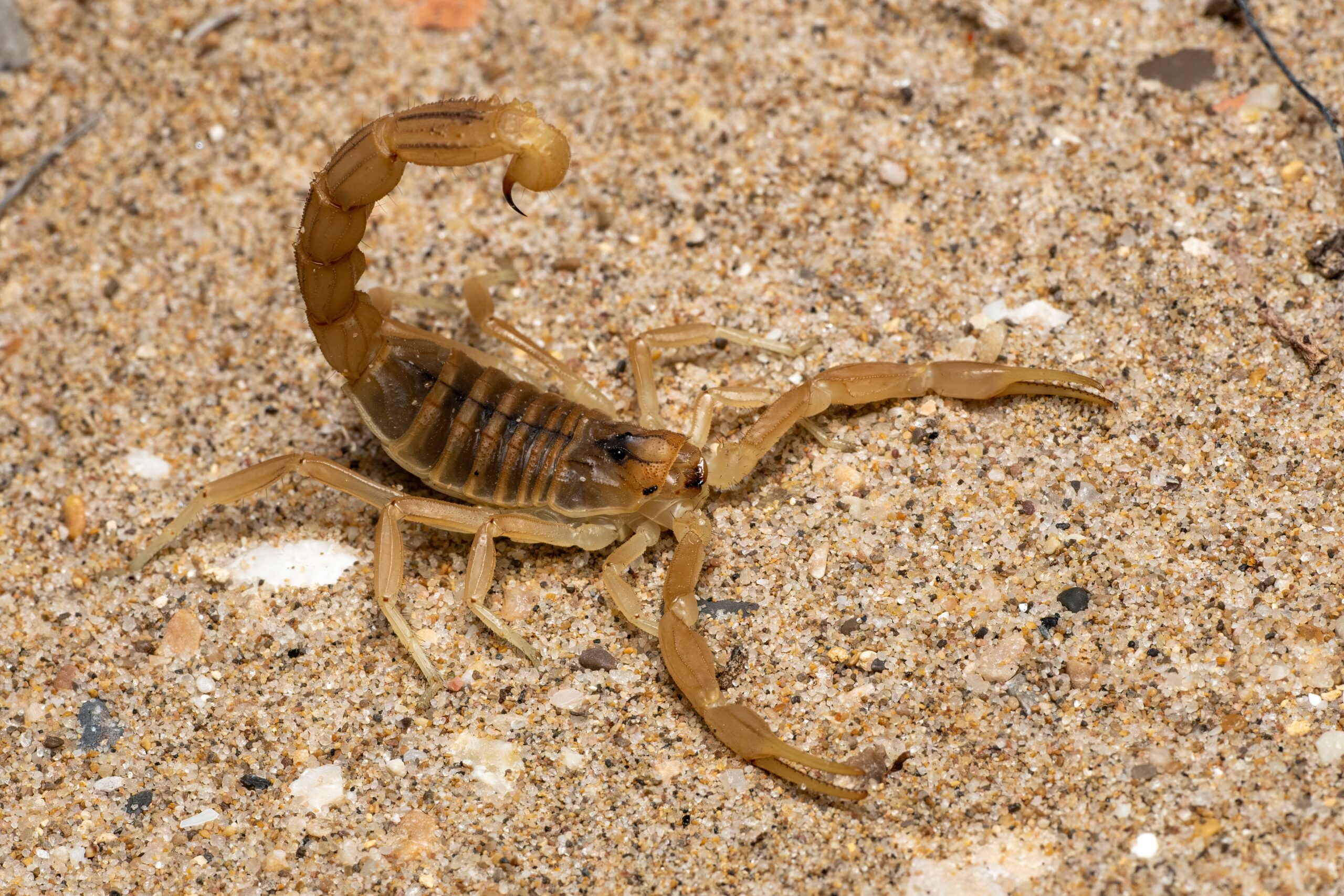 ercetătorii cred că uriașul scorpion își petrecea o parte semnificativă a vieții și în mediul acvatic. Foto: pexels.com