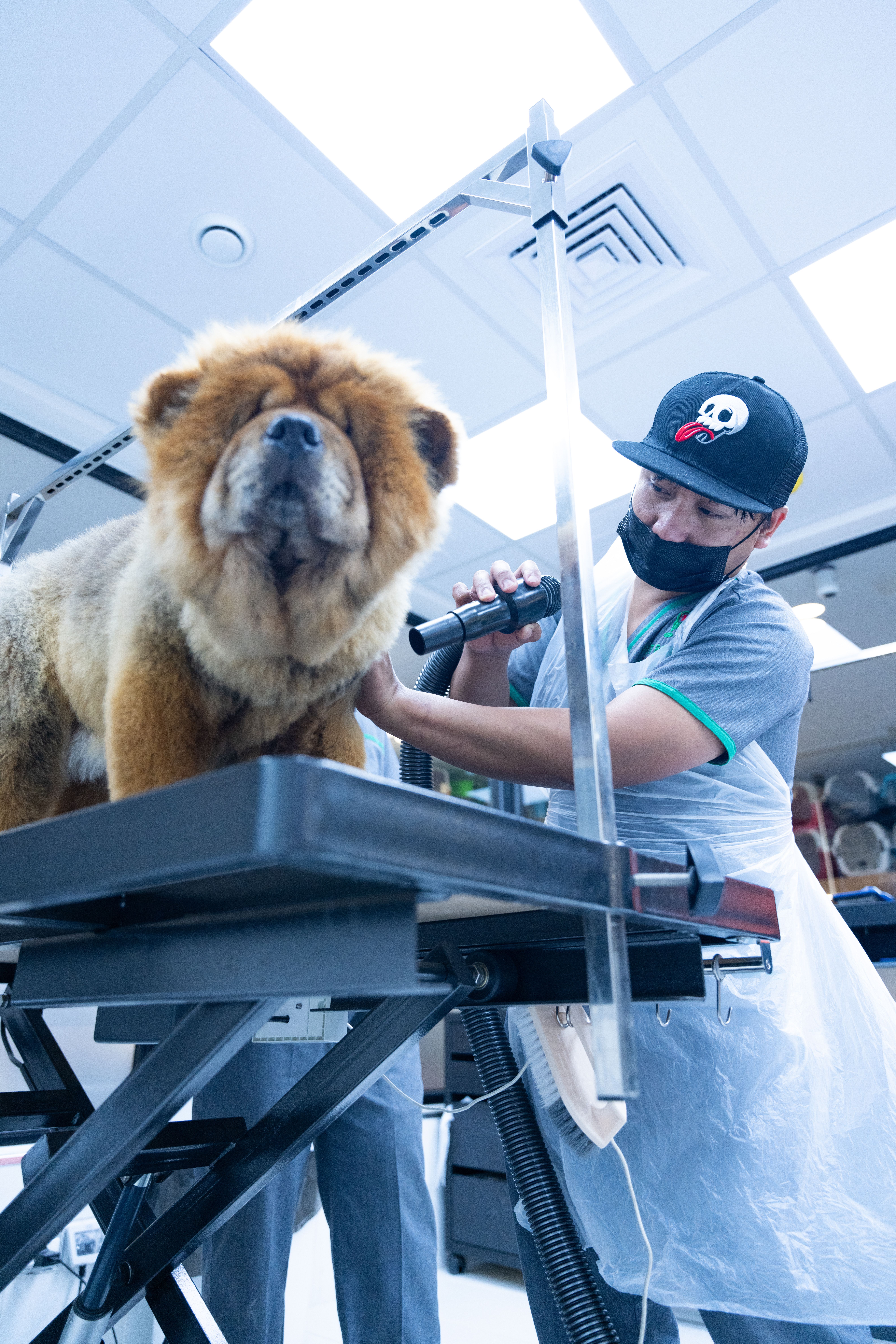Față de persoanele necunoscute, Chow Chow poate fi suspicios. Foto: pexels.com