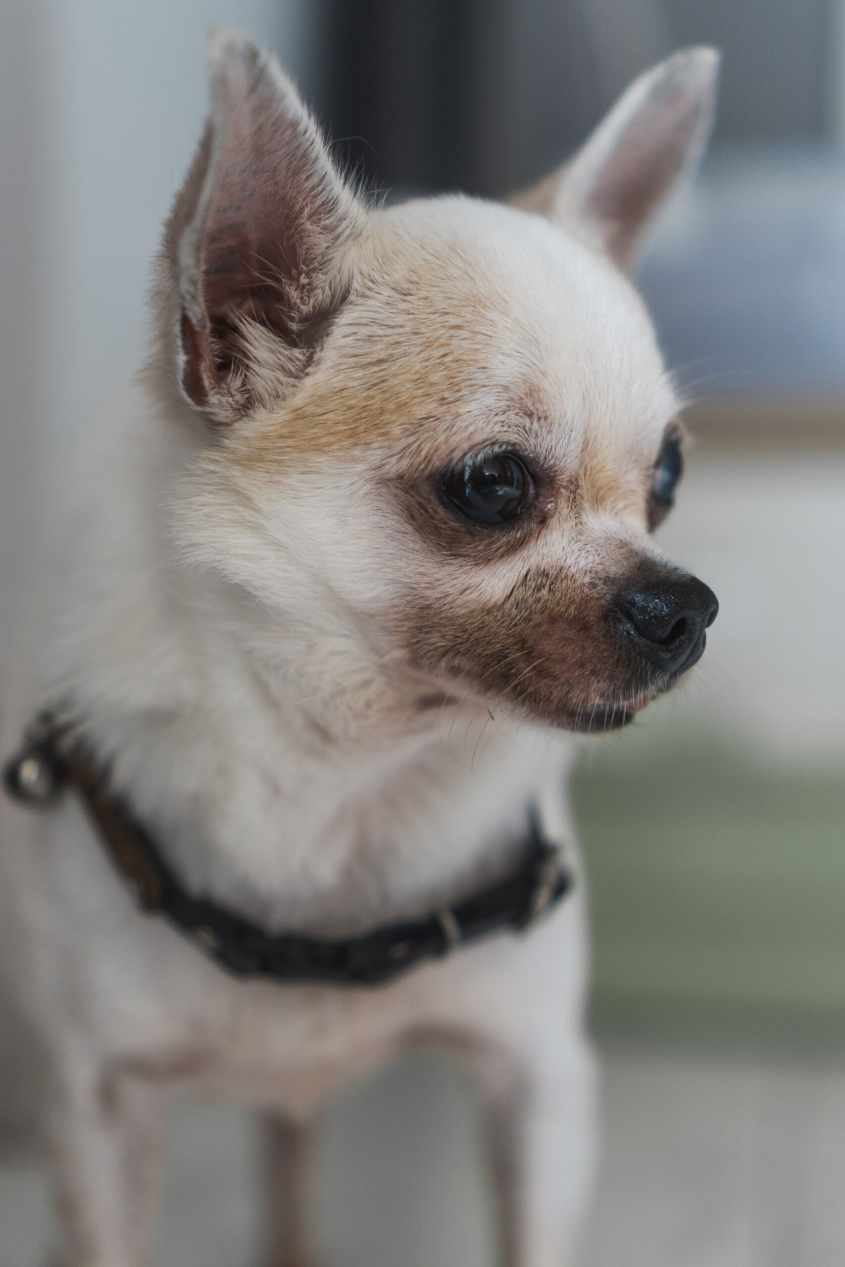 Chihuahua tind să fie rezervați față de străini și pot deveni defensivi atunci când sunt manipulați de persoane necunoscute. Foto: pexels.com