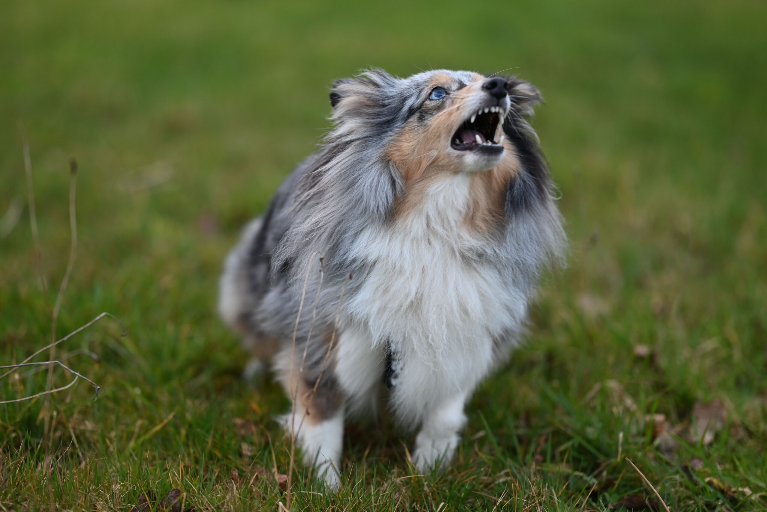De ce latră excesiv câinele? Foto: pexels.com