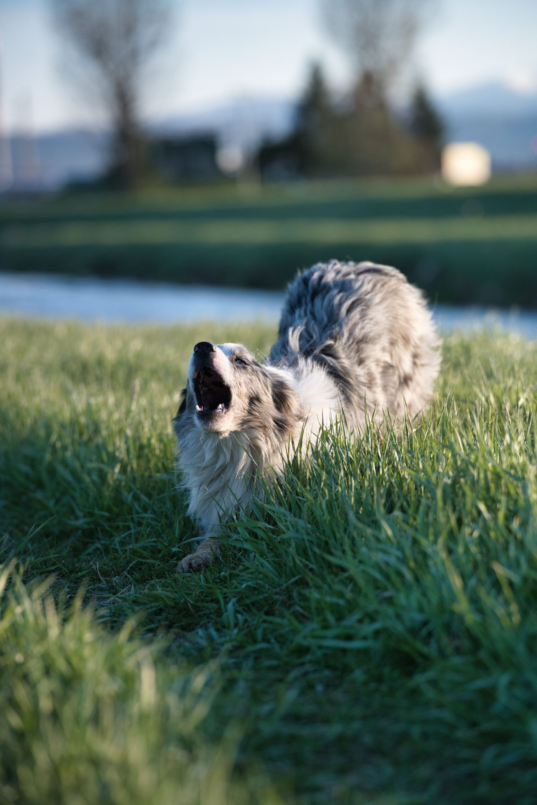 Veterinarii spun că schimbarea bruscă a comportamentului poate ascunde probleme de sănătate. Foto: pexels.com