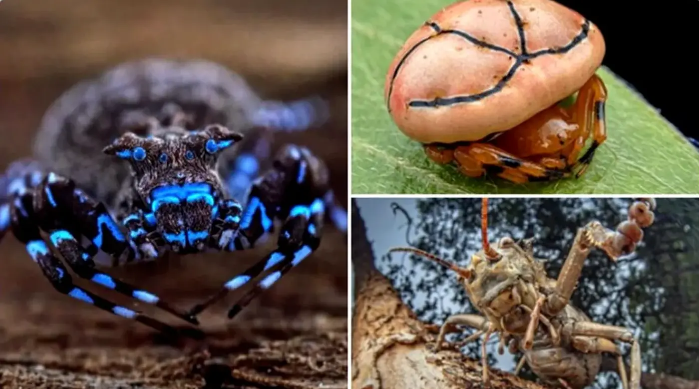 8 specii noi de libelule, zeci de fluturi necunoscuți și un păianjen care strălucește sub lumină ultravioletă, descoperite în Angola. Foto: Instagram Great Spine of Africa