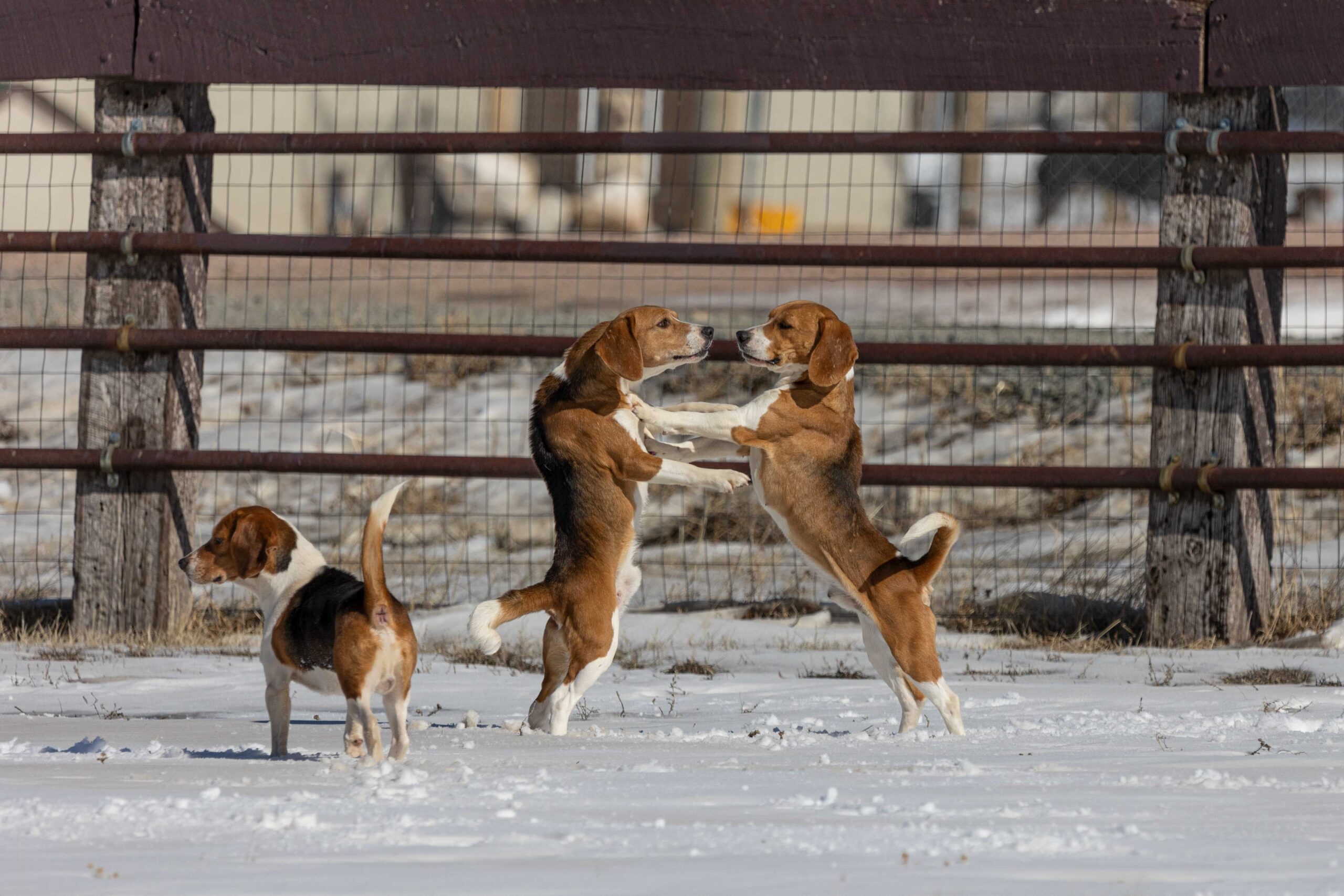 Ferma Ridglan din Wisconsin, de unde 1.500 de câini beagle au fost salvați, se închide definitiv