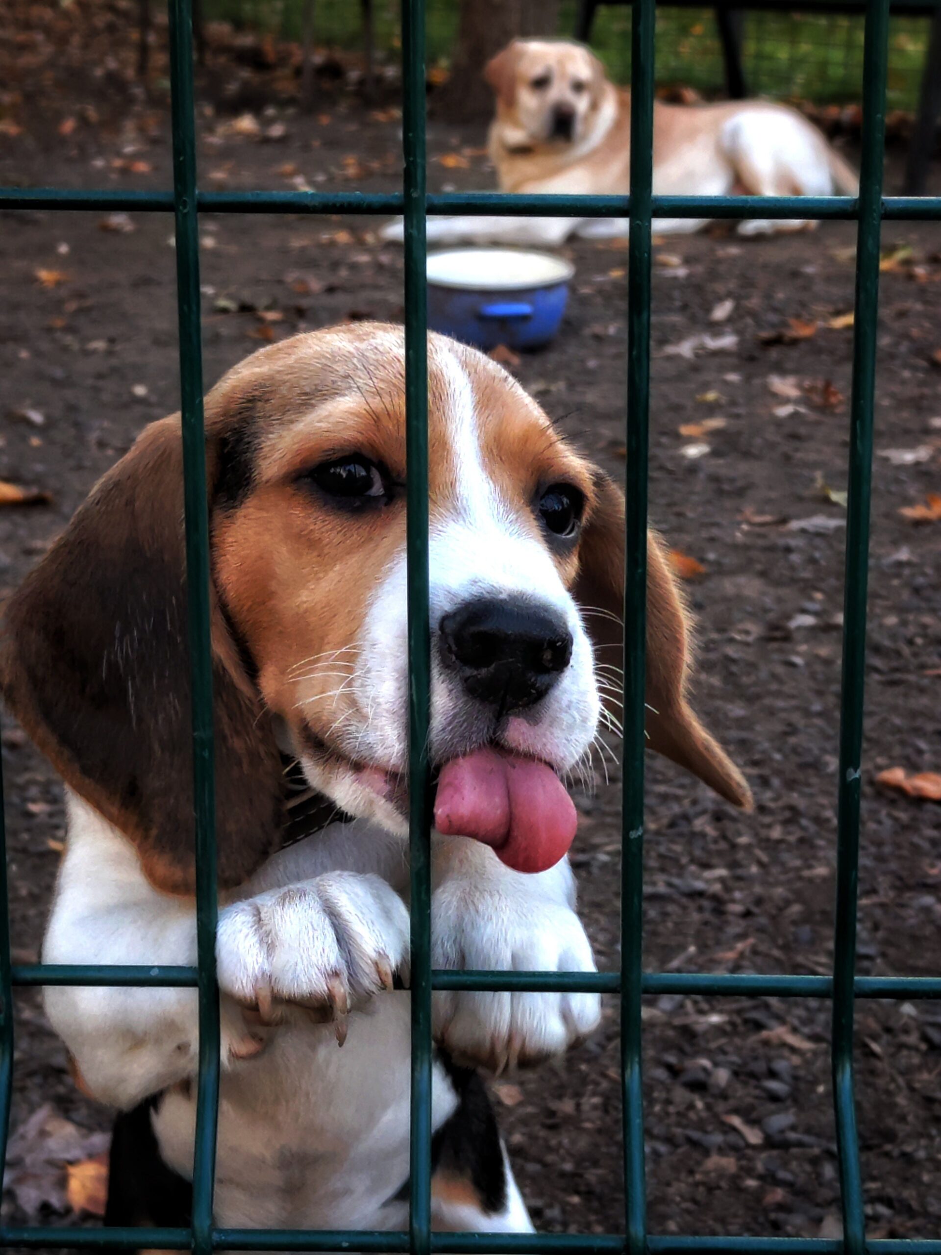 Sute de câini vor fi salvați și trimiși către adăposturi și centre de adopție. Sursa foto: pexels.com
